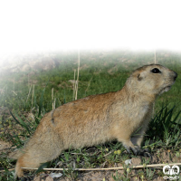 گونه سنجاب زمینی پیر احمد Spermophilus xanthoprymnus